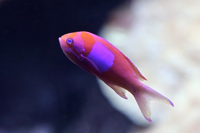 Square Spot Anthiasis 8724441967_b4f47d1d06_k