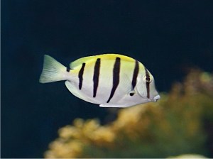 Convict Tang, Acanthurus triostegus (Acanthuridae)