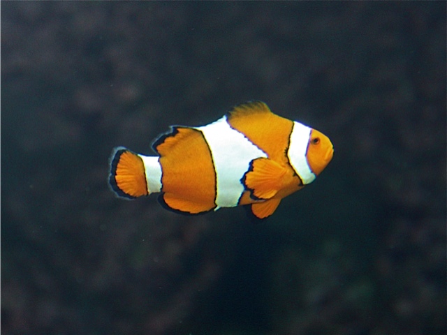 6-7-17 False Clownfish aka Nemo from Ron's Animal Attraction