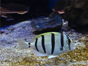 convict tang IMG_5088