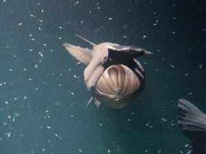 Mississippi paddlefish   (Polyodon spathula)&nbsp;IMG_2492