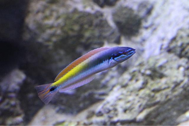 Rainbow Wrasse Male adult