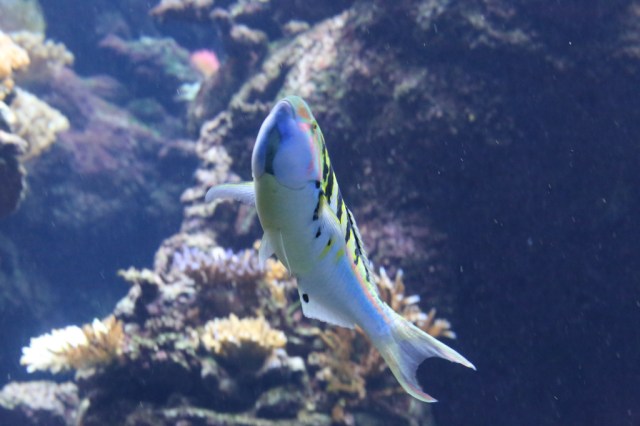 Sixbar Wrasse8393609669_e1f3601c7c_b