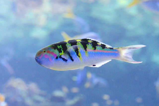 Sixbar Wrasse8410603333_678203e399_b