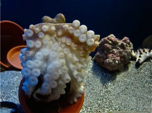 Amphioctopus marginatus  IMG_4804