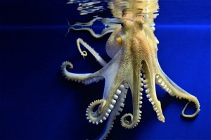 Amphioctopus marginatus  IMG_5201