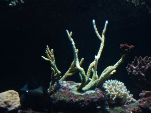 Acropora spp.  IMG_5350