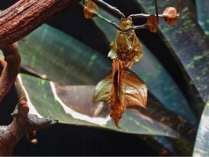 Idolomantis diabolica  IMG_5538