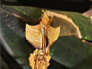 Idolomantis diabolica  IMG_5539