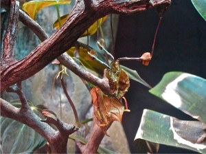 Idolomantis diabolica  IMG_5541