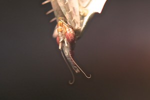 Devil’s Flower Mantid&nbsp;IMG_6834