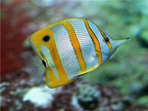 Copperband Butterflyfish  IMG_7474_2