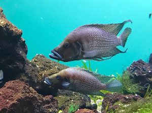 Black Calvus32509484854_08ed47bdfa_k