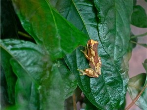 Hourglass Tree Frog, Dendropsophus&nbsp;ebraccatus