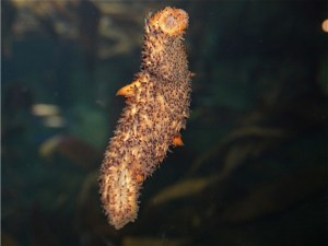 Warty Sea Cucumber&nbsp;IMG_0296