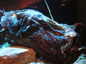 Cryptopsaras couesii   IMG_5550