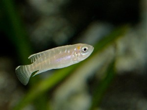 M’toto zebra Neolamprologus brevis&nbsp;IMG_5703