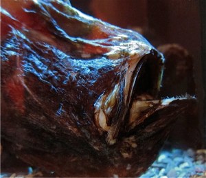 Cryptopsaras couesii  IMG_5755