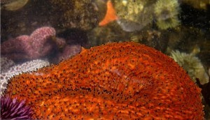 Warty Sea Cucumber&nbsp;IMG_5767