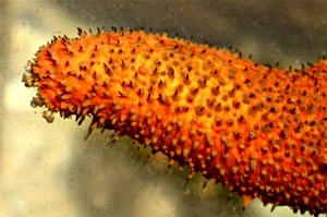 Parastichopus parvimensisIMG_8852 – Version&nbsp;2