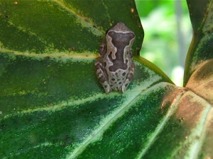 Hourglass Tree Frog