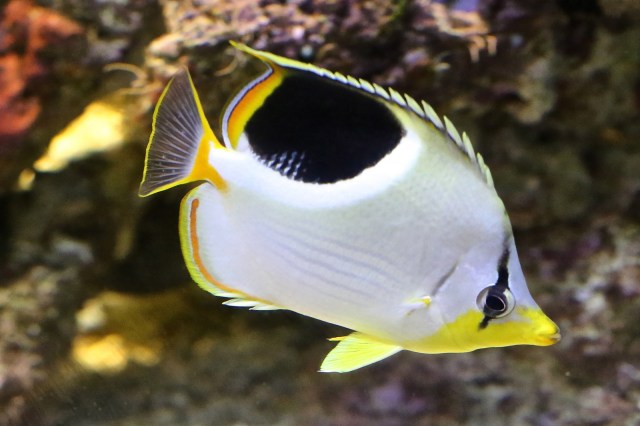 Chaetodon ephippium 8410074954_fcdc073db2_h