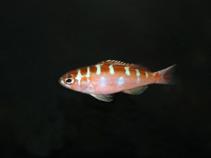 CHALK BASSLET (Serranus tortugarum) Family Serranidae&nbsp;IMG_0954