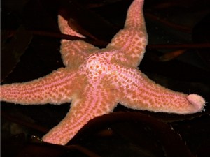 Pink Sea Star aka Pink Pisaster&nbsp;IMG_0667