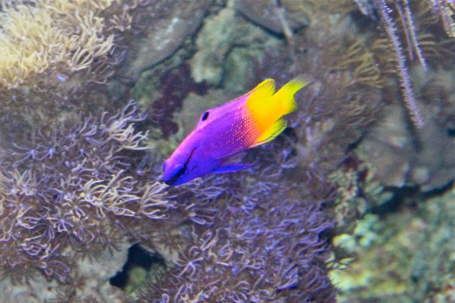 Royal Gramma Basslet IMG_2590