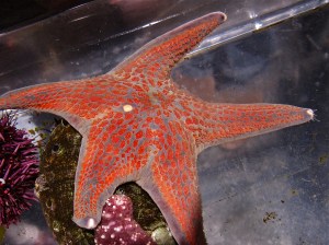 Leather Sea Star&nbsp;IMG_4289