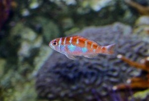 Chalk Bass  IMG_7483