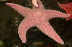 Pink Sea Star aka Pink&nbsp;Pisaster