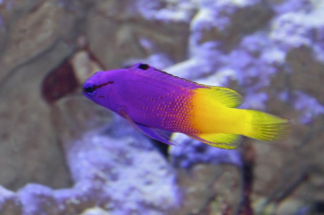 Royal Gramma Gramma loreto (Grammatidae) Basslets IMG_0821