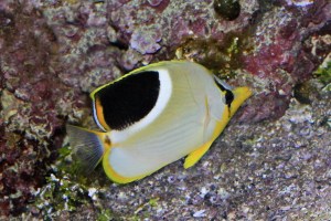 Saddle Butterflyfish (Chaetodon ephippium)&nbsp;IMG_5570