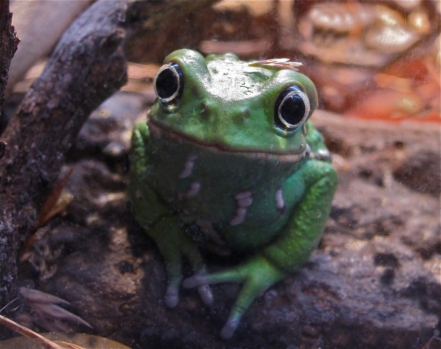 Waxy monkey FrogIMG_8772