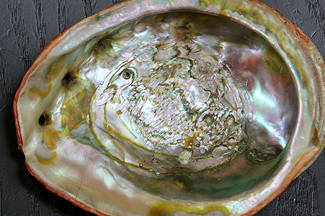 Red Abalone Shell19600303421_7eae835178_z