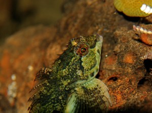 Fluffy Sculpin IMG_0186