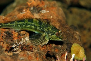 Fluffy Sculpin  IMG_0188
