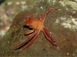 Northern Kelp Crab IMG_1433