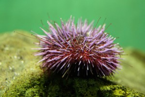 Purple Sea Urchin&nbsp;IMG_1526