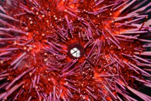 Purple Sea Urchin&nbsp;IMG_8775