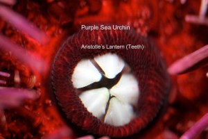 Purple Sea Urchin   Aristotle’s Lantern (Teeth)&nbsp;IMG_8774