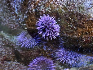 Purple Sea Urchin by Ron’s Aquarium photos    Strongylocentrotus purpuratus (Strongylocentrotidae