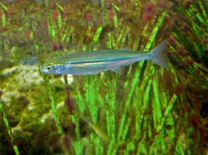 Topsmelt silverside  Atherinops affinis&nbsp;IMG_6823