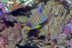 Regal Angelfish  IMG_8077