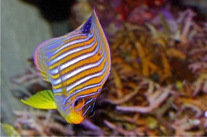 Regal Angelfish IMG_8088