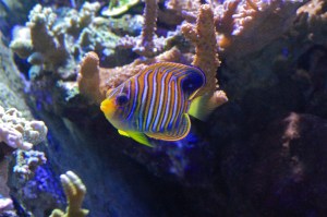 Regal Angelfish  IMG_8099