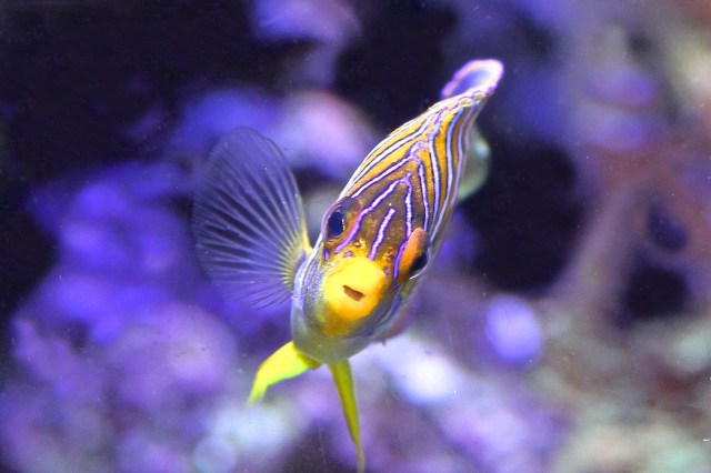 Regal Angelfish Pygoplites diacanthus