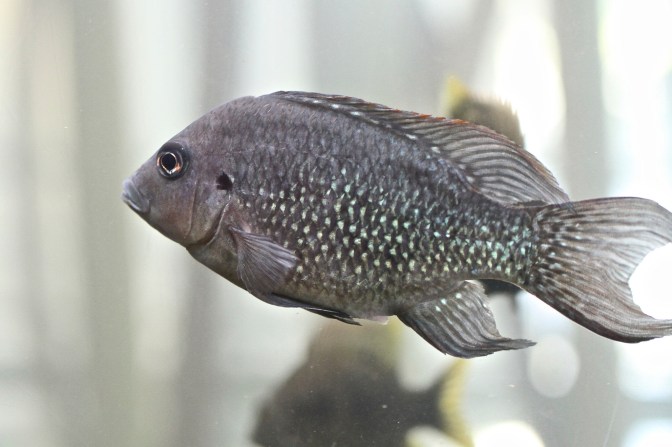 Tarantsy8342758012_95170c71b4_k