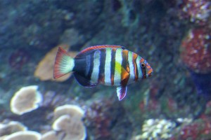 Harlequin Tuskfish Choerodon fasciatus13468909953_c5af6bd9cb_b